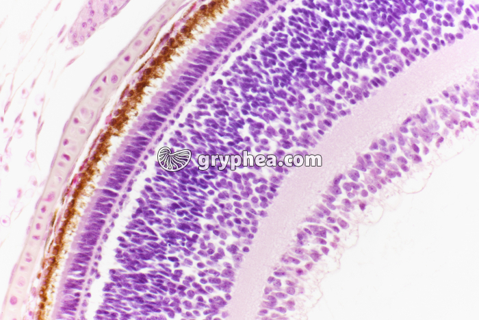 Rétine d'oeil de Poisson x100 - gryphea.org